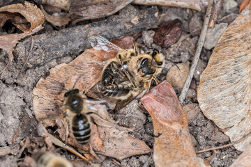 Erdbienen Weibchen und Männchen am Boden bei der Fortpflanzung und Liebesspiel, Deutschland