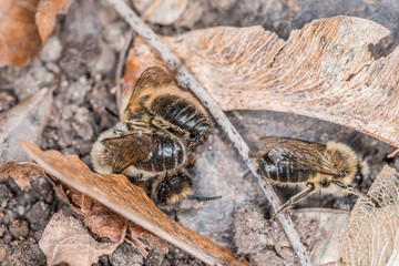 Erdbienen Weibchen und Männchen am Boden bei der Fortpflanzung und Liebesspiel, Deutschland