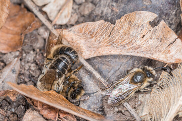 Erdbienen Weibchen und Männchen am Boden bei der Fortpflanzung und Liebesspiel, Deutschland