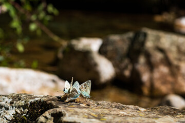 a group of butterflies eating