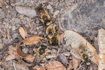 Erdbienen Weibchen und Männchen am Boden bei der Fortpflanzung und Liebesspiel, Deutschland