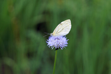 butterfly insect flower nectar collect
