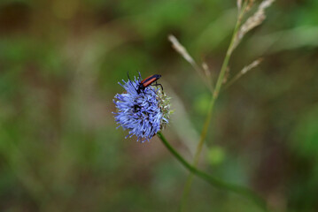 beetle flower light grass day