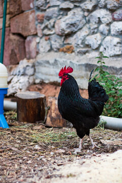 a black rooster