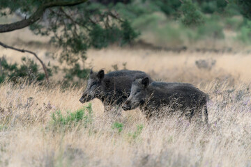 The wild boar (Sus scrofa), also known as the wild swine or Eurasian wild pig, in the forest of National Park Hoge Veluwe in the Netherlands.                 