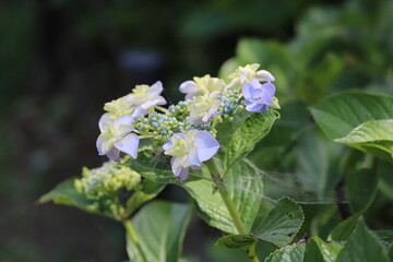 アジサイ２　ガクアジサイ