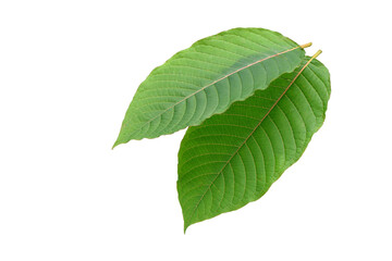 Two Kratom (Mitragyna speciosa) leaves isolated on white background with clipping path.