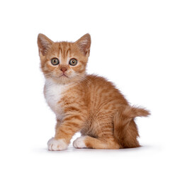 Cute little red mackerel with white British Shorthair cat kitten, sitting side ways. Looking towards camera. Isolated on a white background.