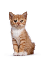 Cute little red mackerel with white British Shorthair cat kitten, sitting facing front. Looking towards camera. Isolated on a white background.