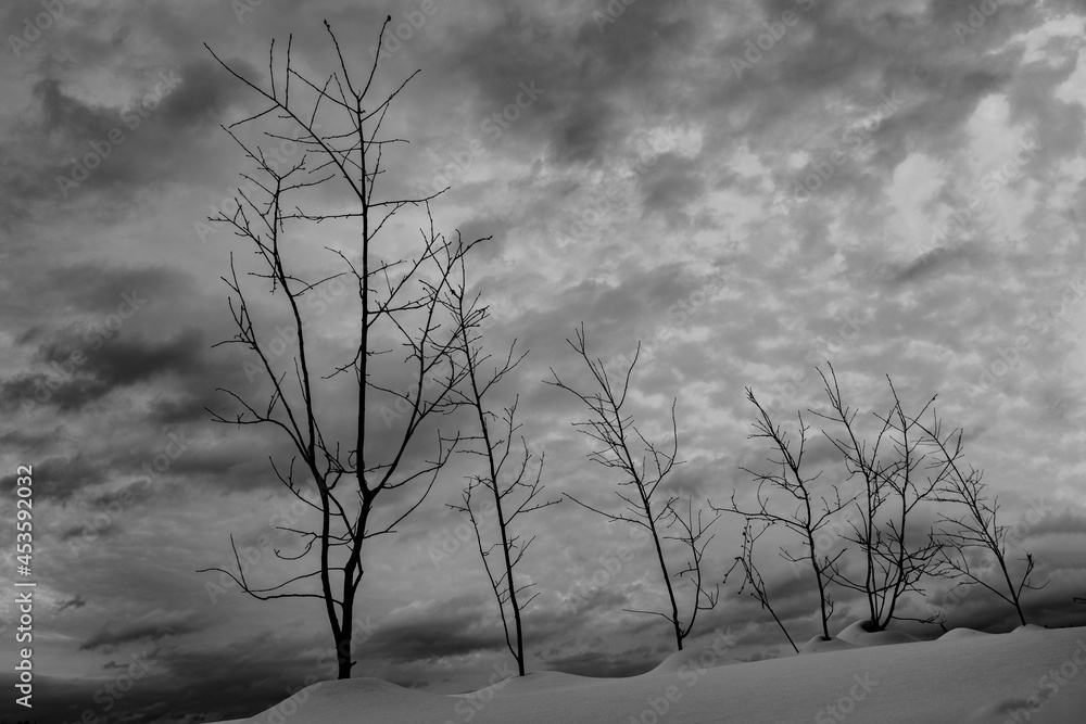 Wall mural tree in the fog