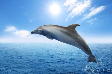 Poster Beautiful bottlenose dolphin jumping out of sea with clear blue water on sunny day © New Africa