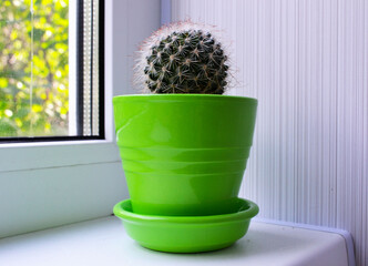 The small Mamillaria cactus in the green pot