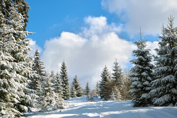 Pine trees covered with fresh fallen snow in winter mountain forest on cold bright day.