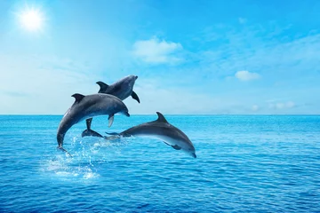 Fototapeten Wunderschöne Tümmler, die an sonnigen Tagen mit klarem, blauem Wasser aus dem Meer springen © New Africa