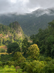 Scenic rural landscape with low clouds and blooming teak tree in mountain valley near Chiang Dao,...
