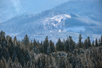 Winter landscape with spruse trees of snow covered forest in cold mountains.