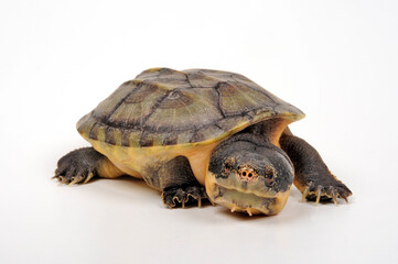 Giant musk turtle // Salvin-Kreuzbrustschildkröte (Staurotypus salvinii)