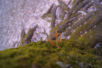 千鳥ヶ淵の桜のイメージ