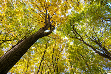 Perspective from down to up view of autumn forest with bright orange and yellow leaves. Dense woods with thick canopies in sunny fall weather.
