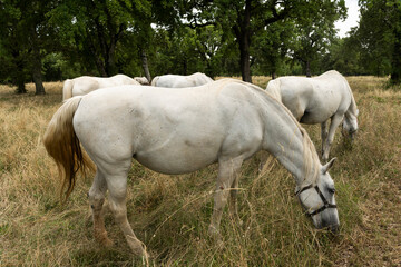 Famous Lippizaner or Lipizzan White Horses in Lipica Stud Farm in Slovenia
