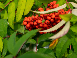 Red rowan. Rowan berries close-up. Bright red bunches hang from a tree branch with a green bug