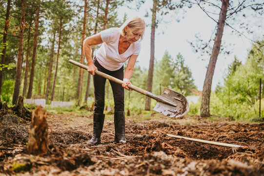 Elderly senior gardener woman digging caring ground level at summer farm countryside outdoors using garden tools rake and shovel. Farming, gardening, agriculture, retired active old age people concept