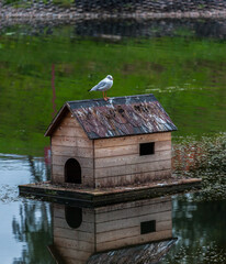 A seagull is sitting on a house that stands on the water