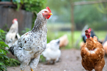 Chicken feeding on traditional rural barnyard. Hens on barn yard in eco farm. Free range poultry farming concept.