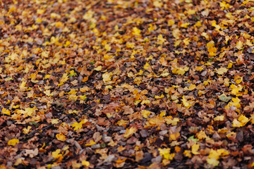 Autumn forest with yellow and orange dry leaves