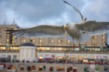 Möve winkt im Flug, Reise Insel Borkum Norderney Deutschland 