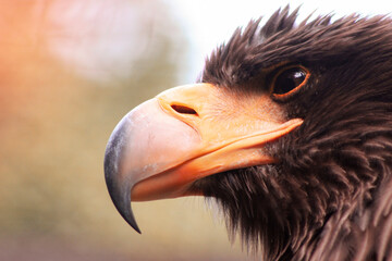 white-tailed eagle, beak, eagle eye, raptor, beak orange