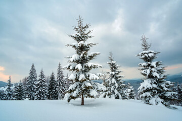 Moody landscape with pine trees covered with fresh fallen snow in winter mountain forest in cold gloomy evening.