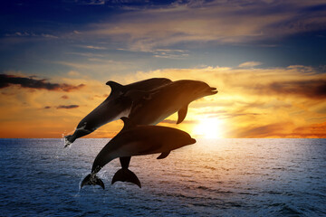 Beautiful bottlenose dolphins jumping out of sea at sunset © New Africa