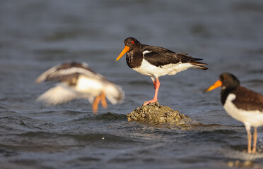 Austernfischer im Wattenmeer, Insel Borkum Reise Naturerlebnis
