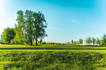 Birch in a bright green field. Landscape.