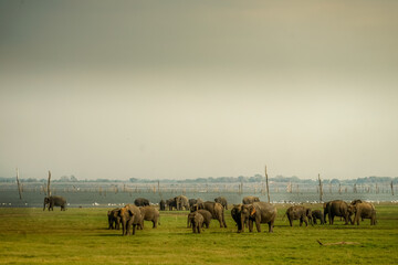 大草原の象（スリランカ・ミンネリア国立公園）