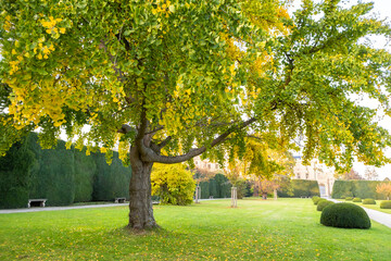 Fototapeta na wymiar Green and yellow trees in early autumn park.
