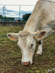 Ganado de vacas