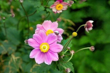 Fototapeta premium Pink japanese anemones in garden