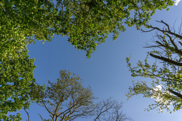 Landschaft im Sommer
