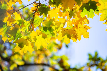 Close up of bright yellow and red maple leaves on fall tree branches with vibrant blurred background in autumn park.