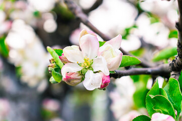 Fototapeta premium Apple tree flower on a light background. Close-up.