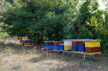 Colored beehive boxes in summertime