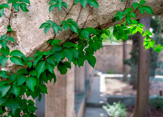 Wild green plant on old stone wall, courtyard, entrance into inner yard, arch shape, natural decoration