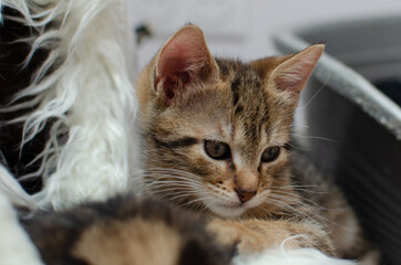 portrait de chaton mignon