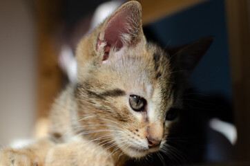 portrait de chaton mignon