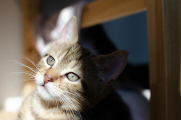portrait de chaton mignon