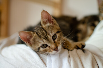 portrait chaton mignon