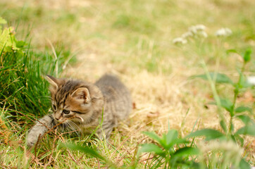 Obraz premium chatons dans le jardin