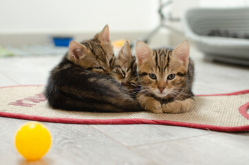 3 chatons mignons câlins